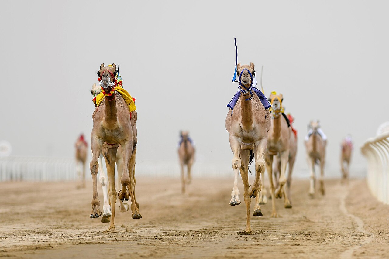 لقطةٌ من كاميرا مثبّتة على ظهر هجينٍ متسابق أثناء انطلاقه على المضمار